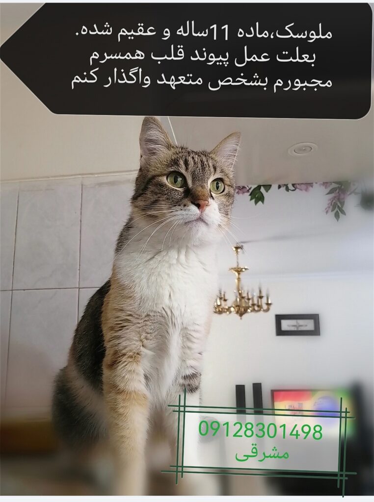گربه 11 ساله ماده عقیم شده