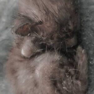 واگذاری گربه نابینا پیدا شده