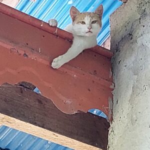 واگذاری رایگان گربه