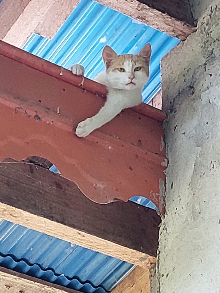واگذاری رایگان گربه