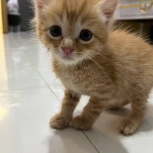 گربه دو ماهه ترکیب پرشین و DSH