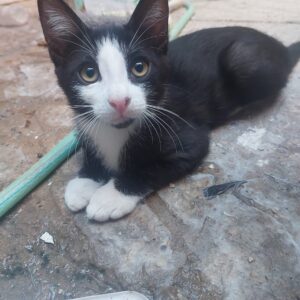 گربه DSH، مهربون،دستی و ملوس
