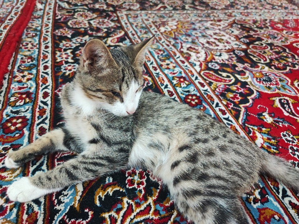 گربه DSH نابینا