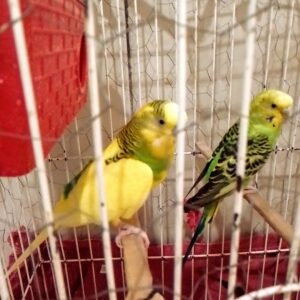 یه جفت مرغ عشق تخم گذار