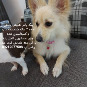 دختر پامر روباهی