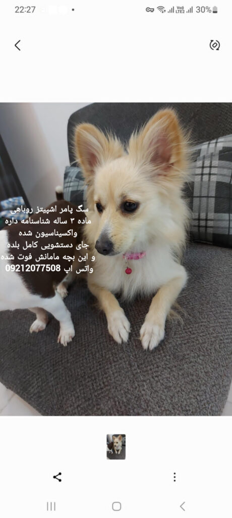 دختر پامر روباهی
