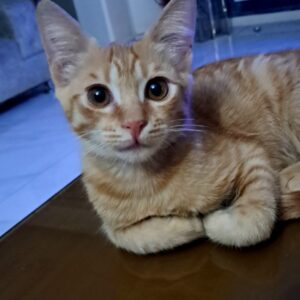 طلا پسر ۳ماهه گربه نارنجی مهربون سلامت تو خونه بدنیا اومده