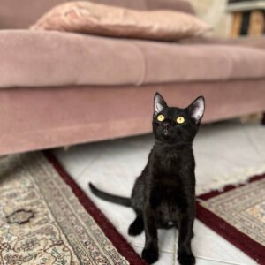 واگذاری بچه گربه نر بازیگوش