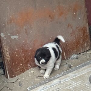 دوتا توله