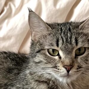 گربه مادهDSH tabby