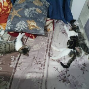 3گربه 1ماده 2نر