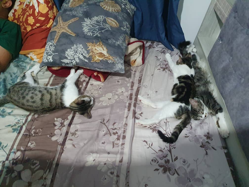 3گربه 1ماده 2نر
