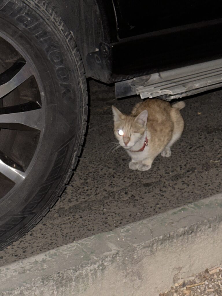 گربه dsh سفید نارنجی
