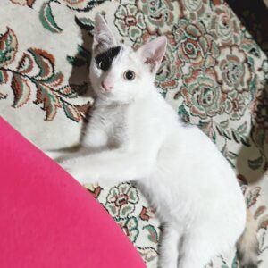 واگذاری گربه DSH پنج ماهه