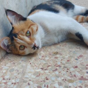 واگذاری گربه dsh