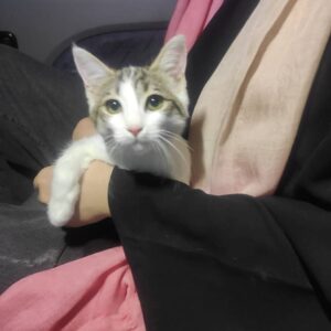 گربه ماده چند ماهه