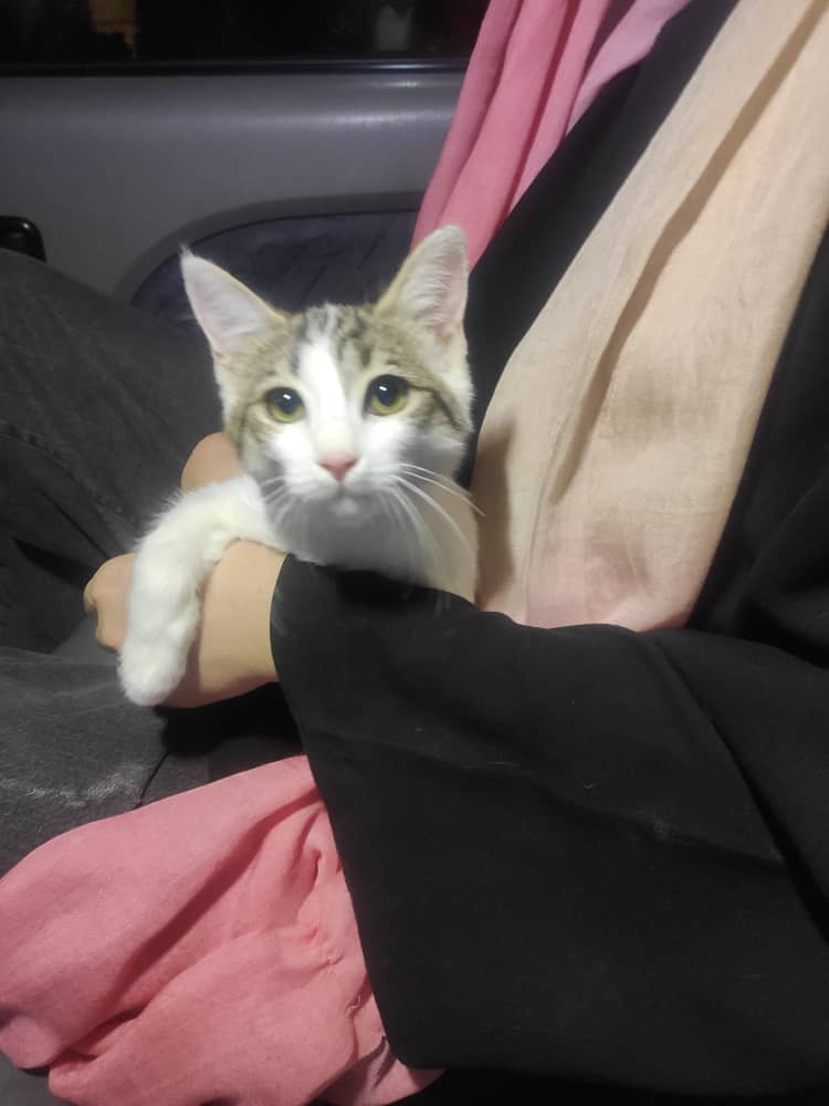 گربه ماده چند ماهه