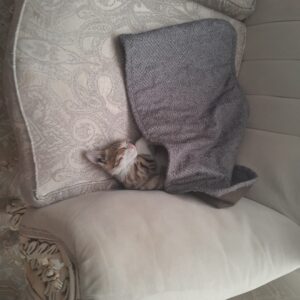 گربه بازیگوش