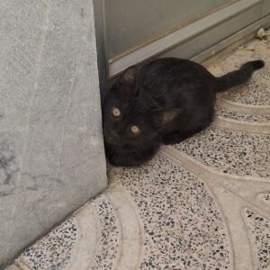 واگذاری گربه نر حدود 2ماهه
