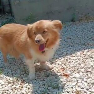 سگ اشپیتز رهاشده