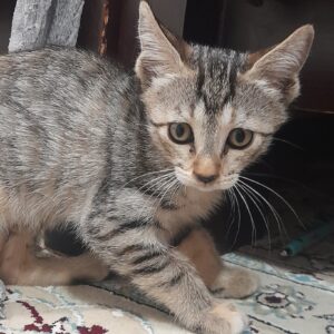 گربه ماده ۲ ماهه