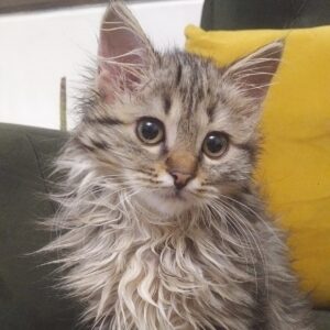 واگذاری بچه گربه ماده_ 2ماهه dlh