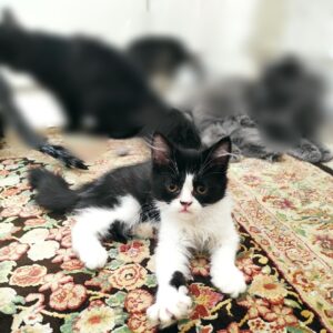 واگذاری گربه میکس پرشین dsh
