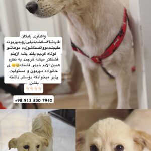 واگذاری رایگان آقاپاشا