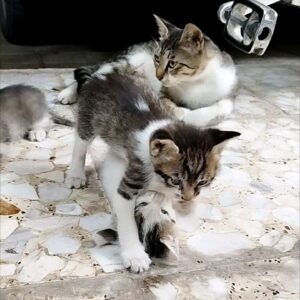 واگذاری 3 بچه گربه یک ماهه