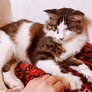 گربه نر ۳ ساله