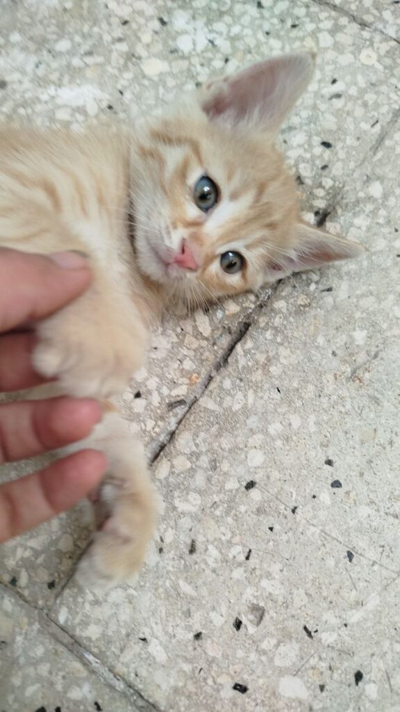 گربه