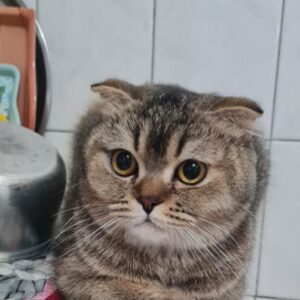 کایلی؛ شیرین، لطیف و زیبا