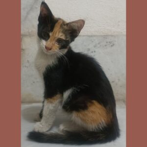 بچه گربه ماده کالیکو
