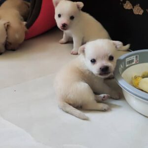 واگذار رایگان تعدای توله ۲ ماهه