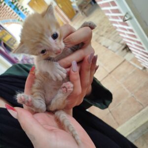 بچه گربه شیر خوار