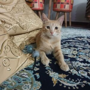 واگذاری رایگان گربه DSH