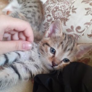 واگذاری رایگان بچه گربه