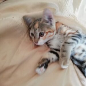 پیشی مهربون و لوس