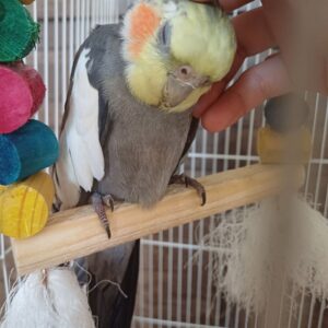 عروس هلندب