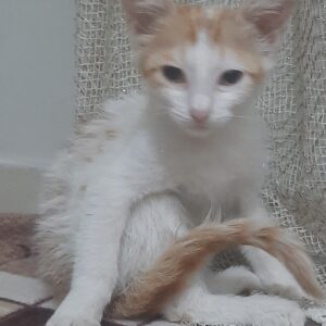 گربه نر آرام و زیبا
