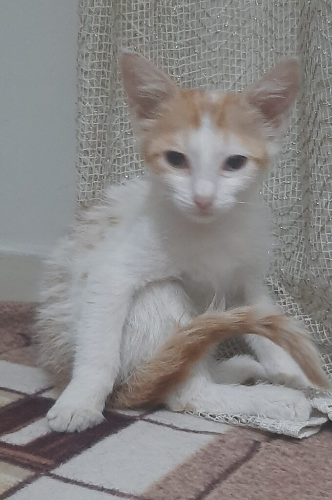 گربه نر آرام و زیبا