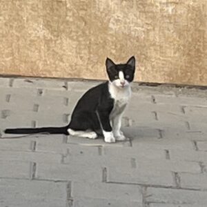 گربه ملوس