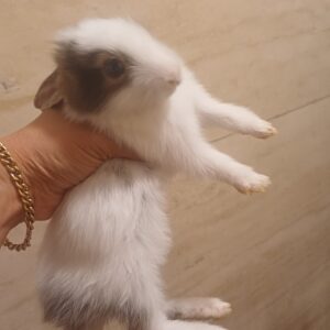 بچه خرگوش زبل