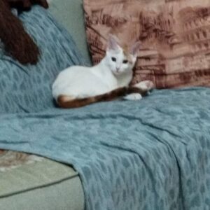 گربه اروم