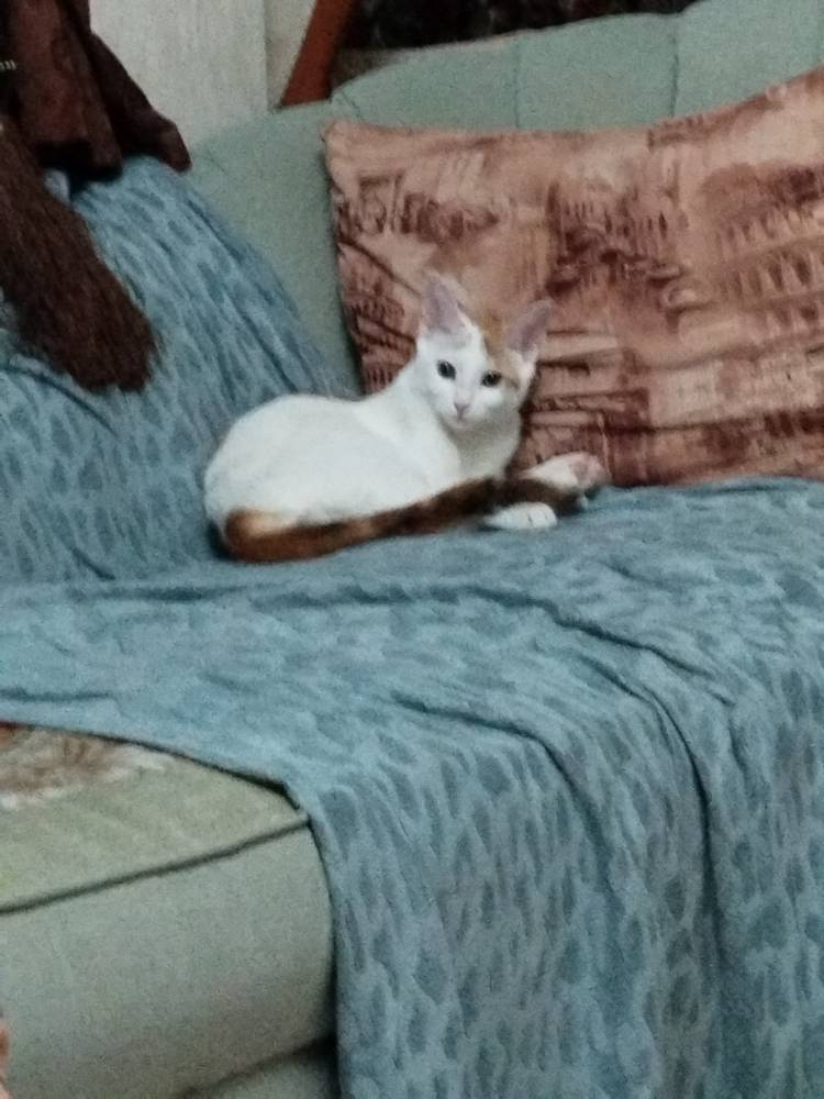 گربه اروم