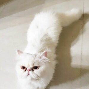 گربه ماده پرشین سوپر فلت سفید