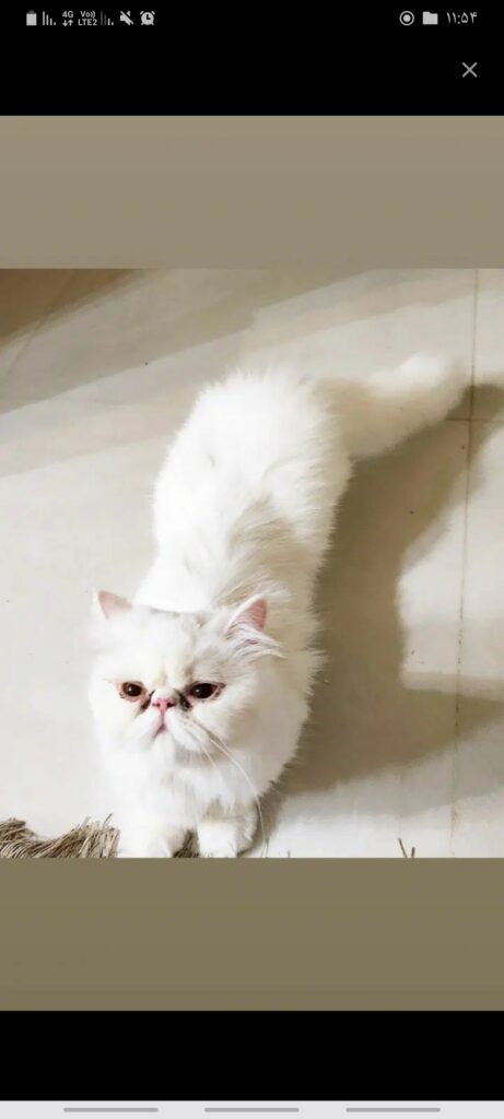 گربه ماده پرشین سوپر فلت سفید