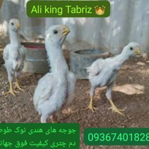 لاری هندی نوک طوطی دم طاووسی