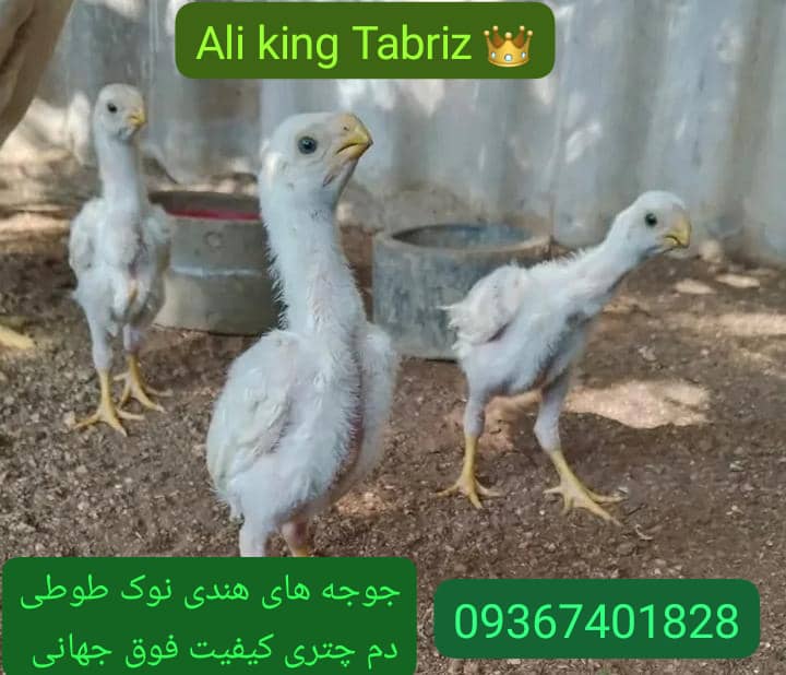 لاری هندی نوک طوطی دم طاووسی