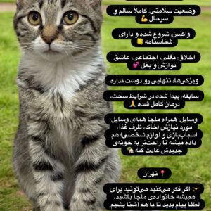 🐾 واگذاری بچه‌گربه‌ی مهربون 🐾